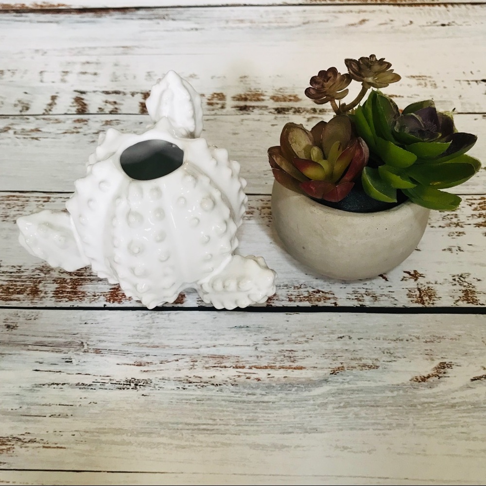 Ceramic Cactus & Succulent plant in concrete pot